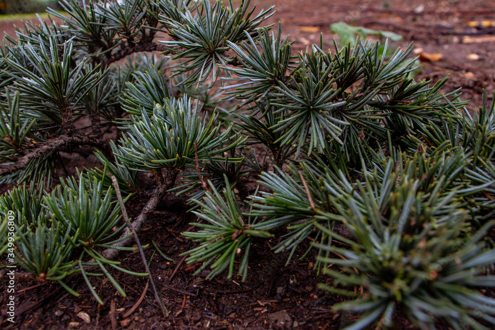 Rome, the branches of Pino have fallen in the park. The needles are still green. Rome, the branches of Pino have fallen in the park. The needles are still green.