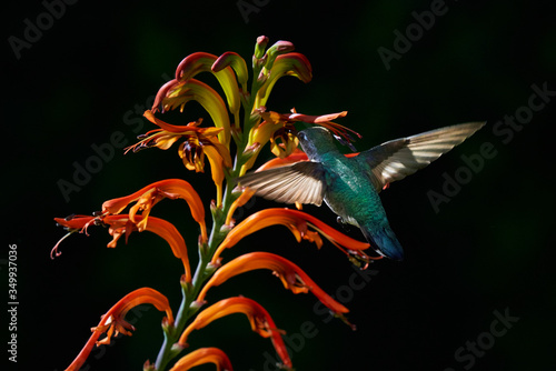 Hummingbird flying and feeding on Lucifer Plants.  Different Wing positions and body positions including Back view, and side views.  Green and Reddish brown colors photo