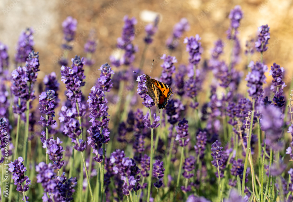 Obraz premium Colorful Butterfly on the blooming lavender flowers