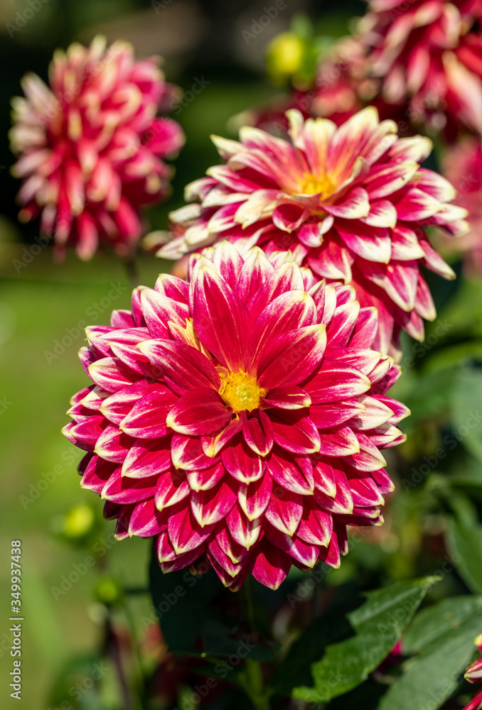 Close-up of blooming red Dahlia flower in garden Close-up of blooming red Dahlia flower in garden