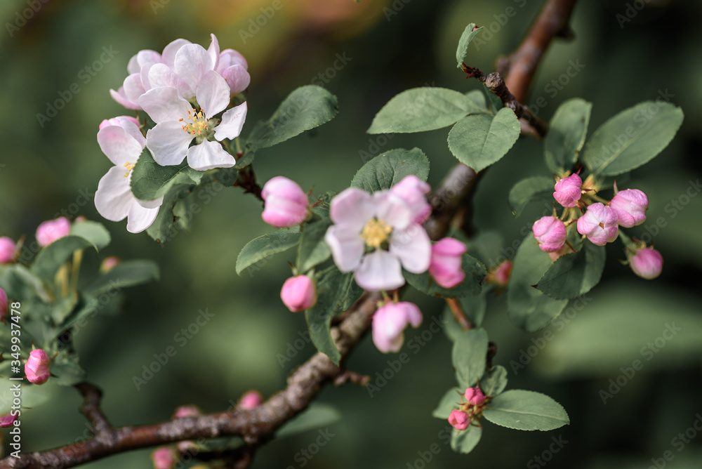 Beautiful, pink and white Apple blossom, in bloom in the Springtime Beautiful, pink and white Apple blossom, in bloom in the Springtime