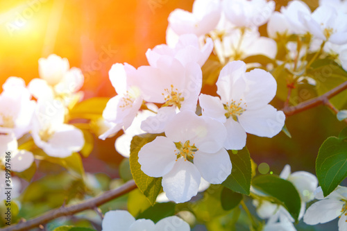 Flowers of a blooming Apple tree at sunset in the warm rays of the sun.