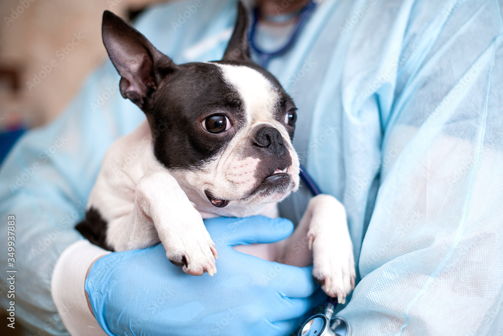 The Boston Terrier dog is being examined and treated by a doctor at a veterinary clinic. The Boston Terrier dog is being examined and treated by a doctor at a veterinary clinic.