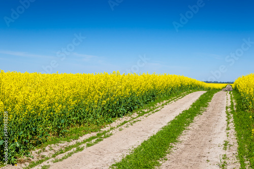 Road in the middle of a rapeseed field on a sunny day