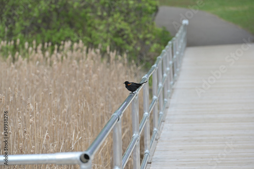 Red winged blackbird.