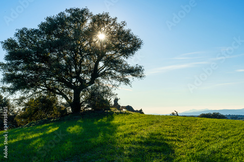 tree with sun with lightning behind in a green meadow field green grass and shadows