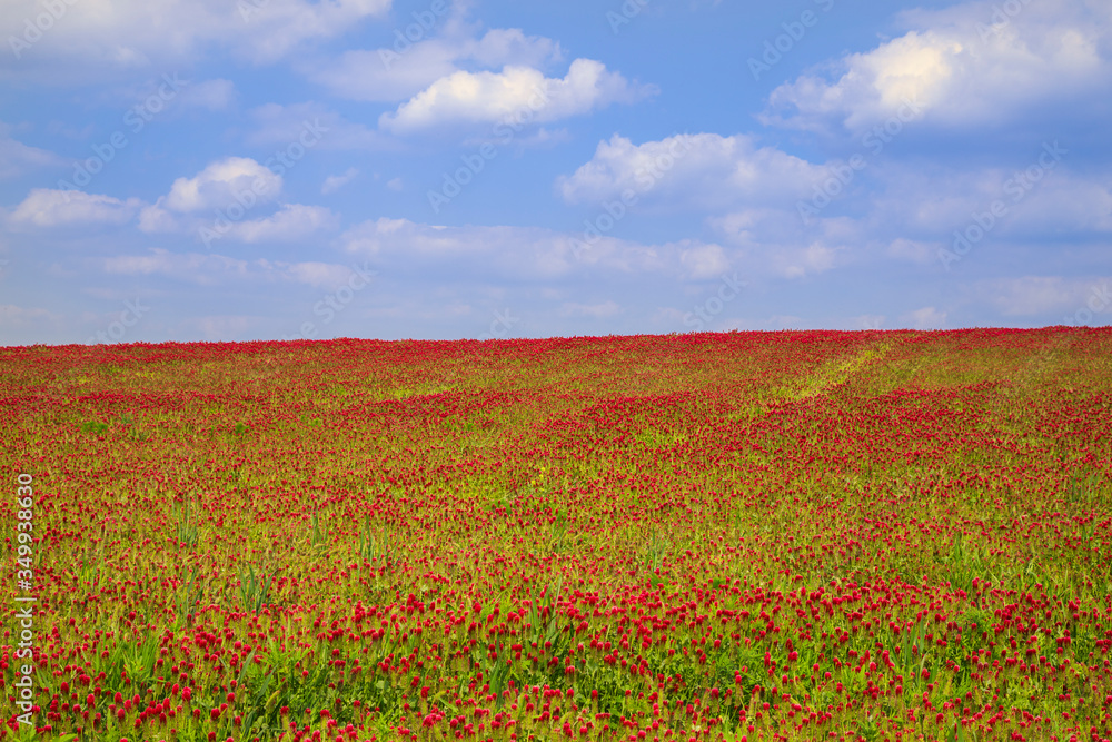 Field with red clover and on the horizon is a beautiful blue sky with Field with red clover and on the horizon is a beautiful blue sky with
