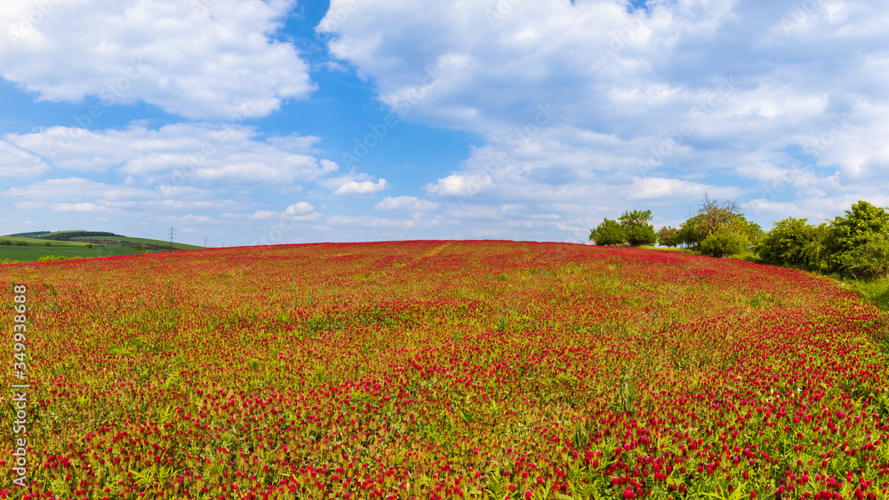 Field with red clover and on the horizon is a beautiful blue sky with