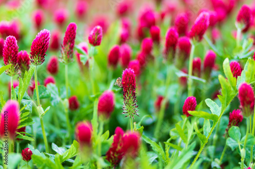 Detail of a beautiful red clover in a field where a bee sits
