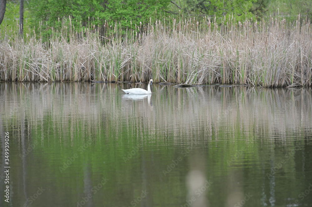Obraz premium Swan in the pond.