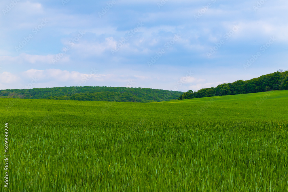 A field on which is a young green corn. In the background is a forest, a road and a blue sky A field on which is a young green corn. In the background is a forest, a road and a blue sky