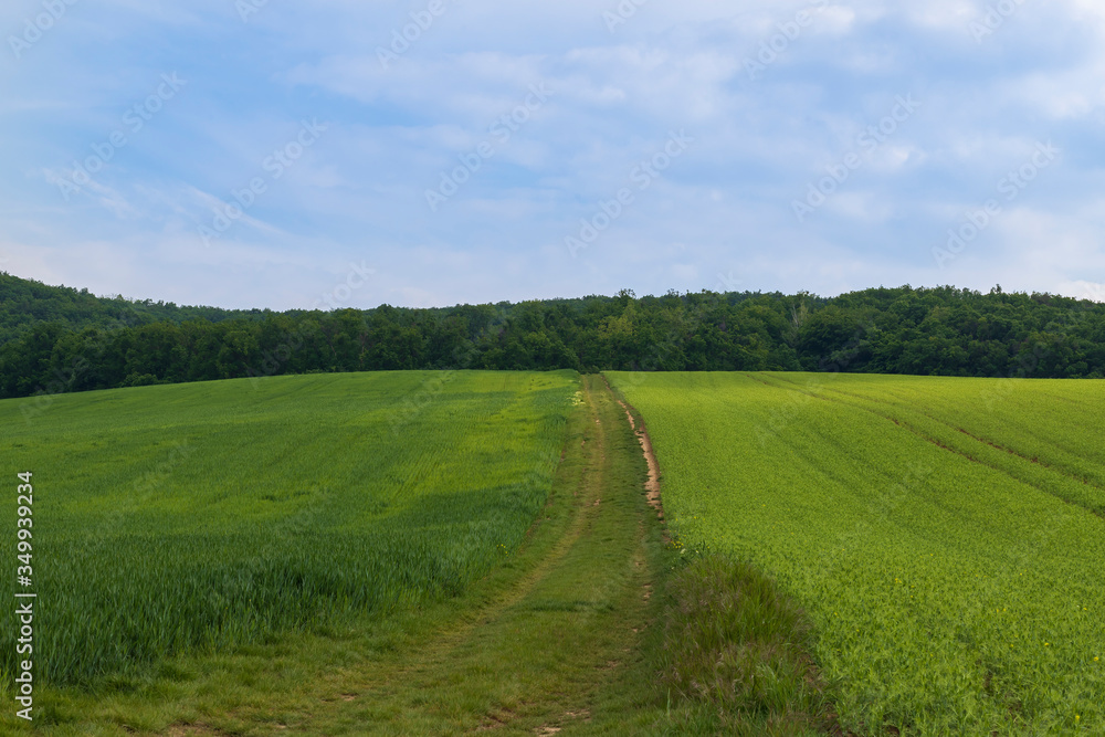 A field on which is a young green corn. In the background is a forest, a road and a blue sky