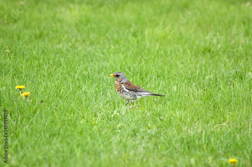  Fieldfare bird in the spring