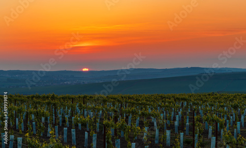 A young vineyard at the setting sun in the Karlin region of the Czech Republic