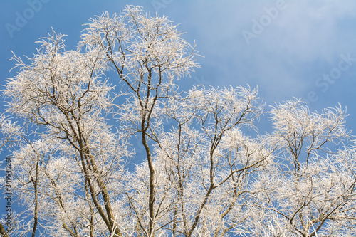 winter dry frost-bitten white trees against the blue sky