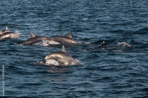 Dolphins jumping out of water in a morning near Panglao island, Bohol, Philippines