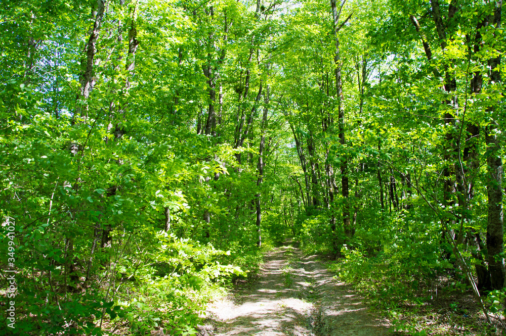 Obraz premium footpath in the forest