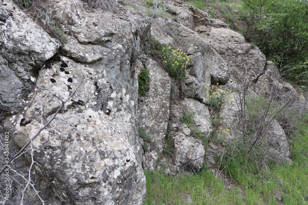 In the forest in spring, yellow wildflowers grew on a rock. Near bushes and trees. Pleasant spring mood. In the forest in spring, yellow wildflowers grew on a rock. Near bushes and trees. Pleasant spring mood.