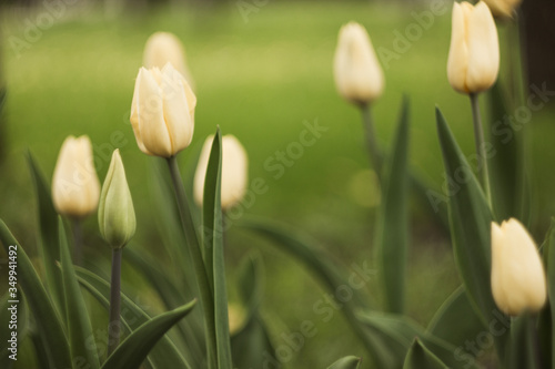 yellow tulips in the sun