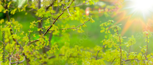 panorama of young spring leaves 