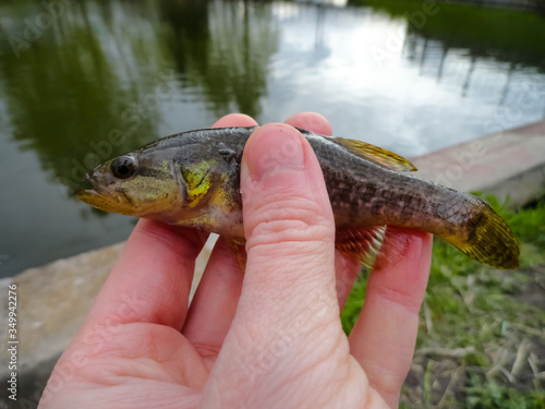Fototapeta Naklejka Na Ścianę i Meble -  Rotan fish. Rotan fishing. Fishing on a float on the lake.