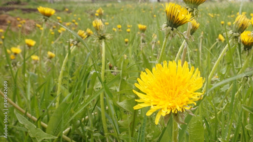 field of dandelions. yellow flowers. spring mood field of dandelions. yellow flowers. spring mood