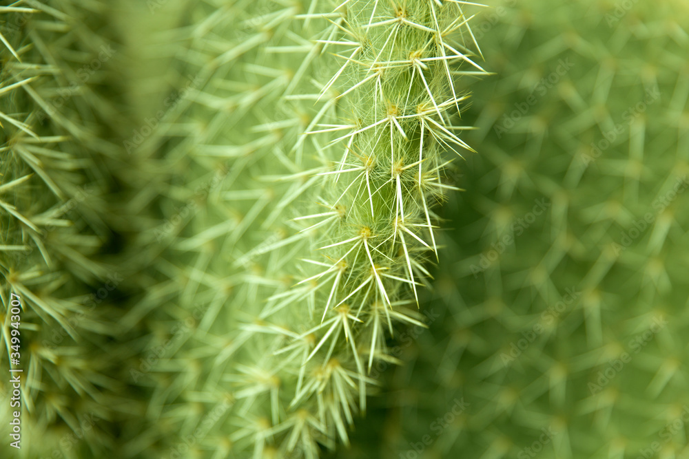 Closeup detail of the cactus Closeup detail of the cactus