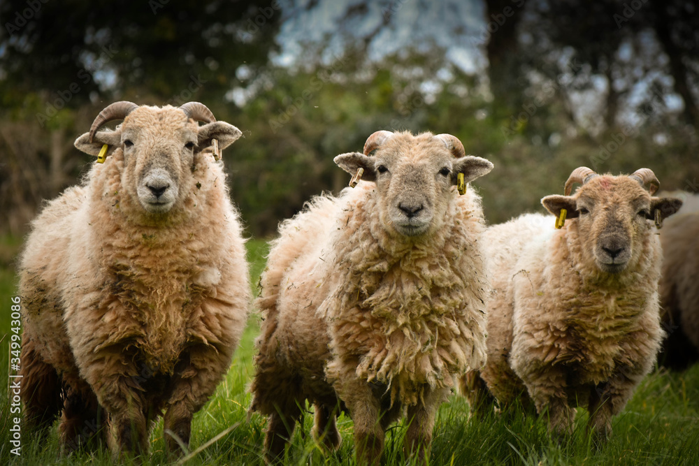 Fototapeta premium three woolly sheep