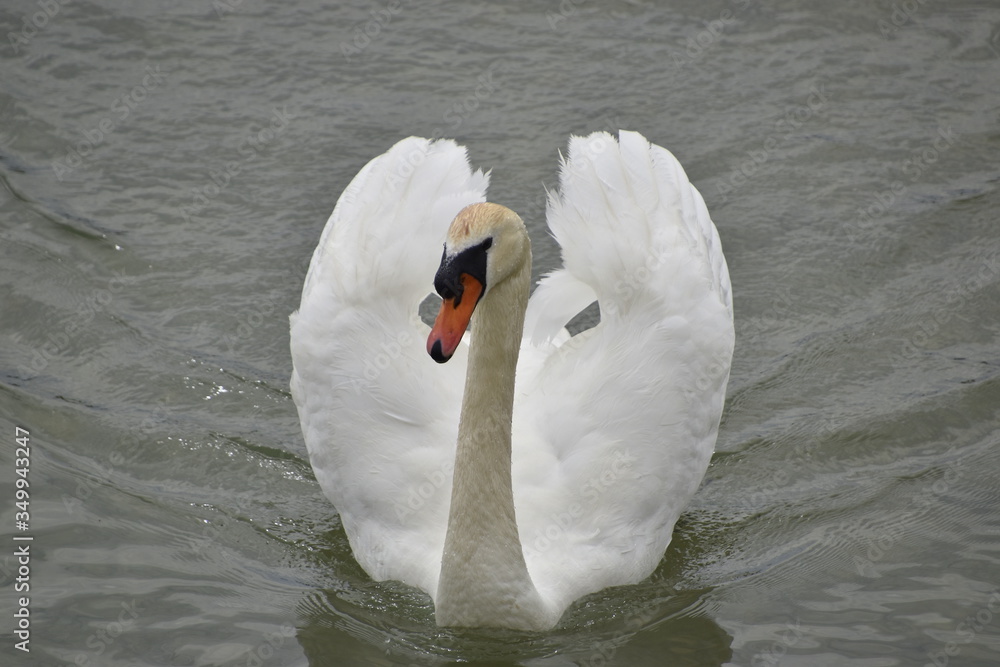 Naklejka premium cygne