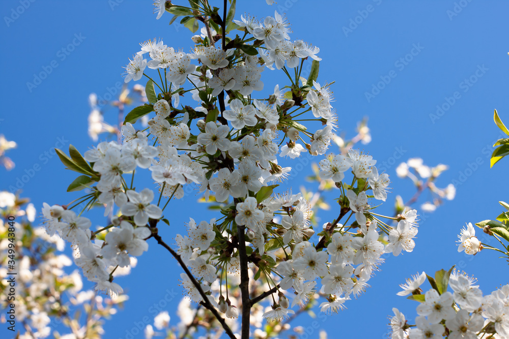 flowering trees in the garden. Apple, cherry, plum trees. flowering trees in the garden. Apple, cherry, plum trees.