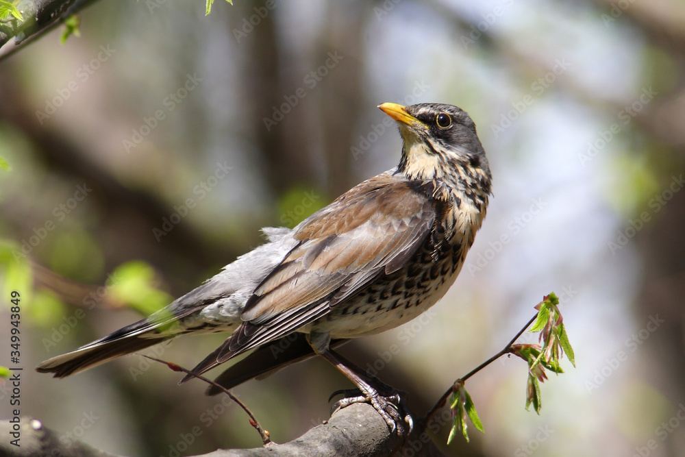 Fototapeta premium Fieldfare bird in the spring