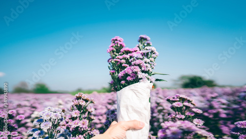 Fototapeta Naklejka Na Ścianę i Meble -  Outdoor lifestyle man hand holding a bouquet of purple and pink margaret flower.