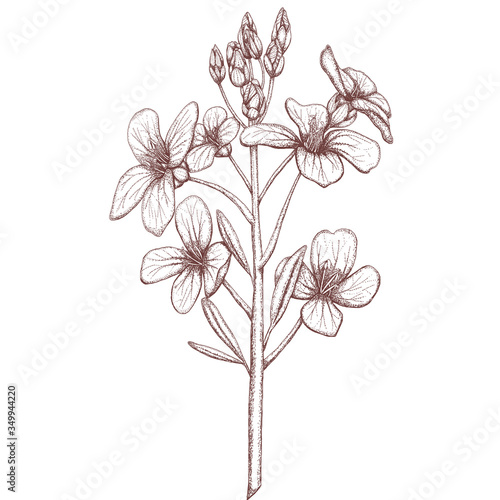 Wallpaper Mural Vintage style decoration brown field flower 300 dpi digital illustration Torontodigital.ca