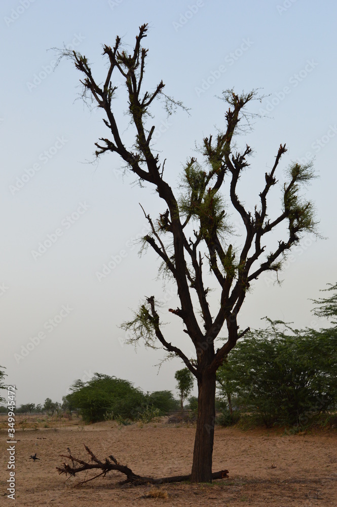 Obraz premium beautiful tree with sky background