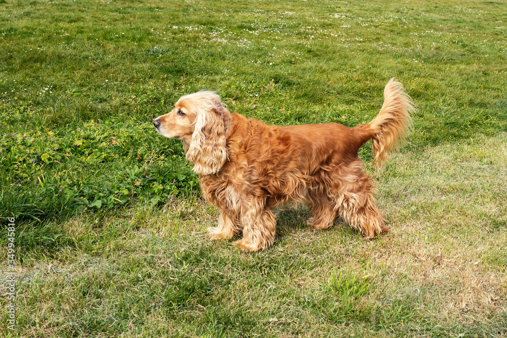Cocker Spaniel standing in profile on grass Cocker Spaniel standing in profile on grass