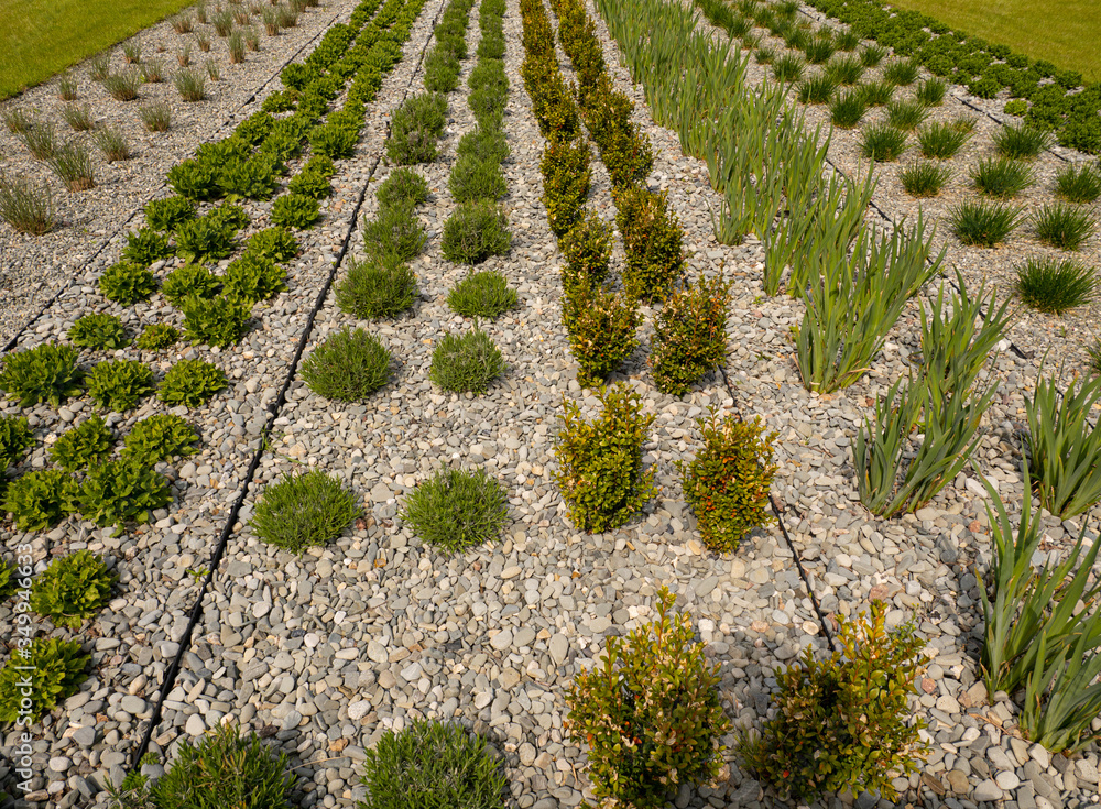 Ornamental plants planted in rows in open space Ornamental plants planted in rows in open space
