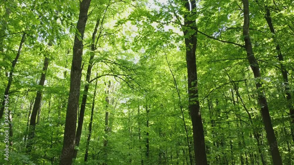Trees in the forest, tree cream and branches with young green leaves. Trees in the forest, tree cream and branches with young green leaves.