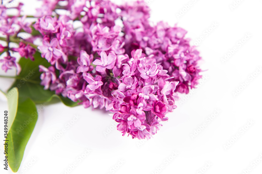 Lilac branch with flowers and leaves on a white background Lilac branch with flowers and leaves on a white background