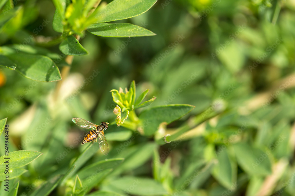 Hover fly sits on a green plant in a garden Hover fly sits on a green plant in a garden