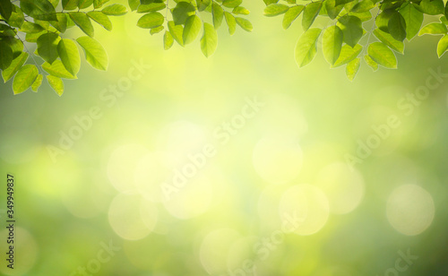 Leaf background bokeh blur green background © sarayut_sy