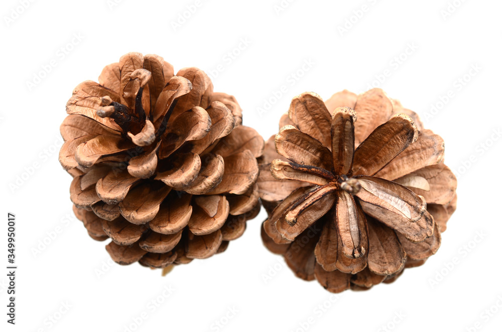 A pair of pinecone flowers isolated white A pair of pinecone flowers isolated white