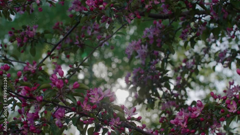 Blooming pink apple tree branches with sun leaks through. Slowmotion shot with smooth slide down. Sun flare open Blooming pink apple tree branches with sun leaks through. Slowmotion shot with smooth slide down. Sun flare open