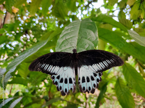 butterfly on leaf, named papilio polymnestor