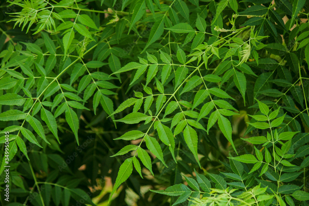 Neem Leaf In The Neem Tree Stock Photo Adobe Stock