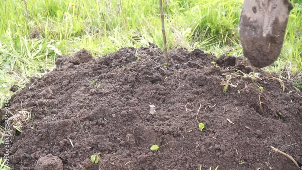 planting an Apple tree in the garden. soil preparation, watering