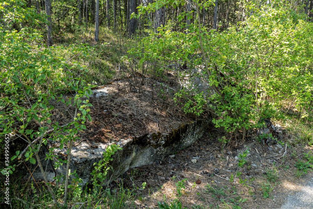 old bunker pieces in the forest old bunker pieces in the forest