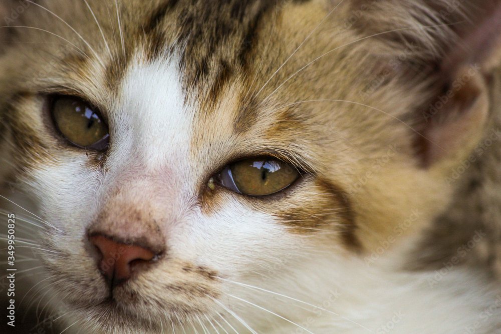 cat green eyes close up cat green eyes close up