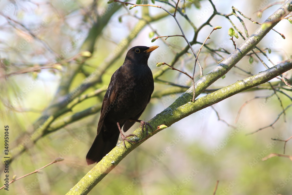 Fototapeta premium Amsel - Turdus merula