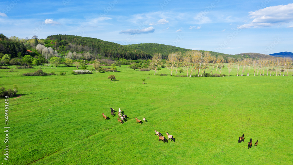 Birds eye view of horses grazing on pasture.