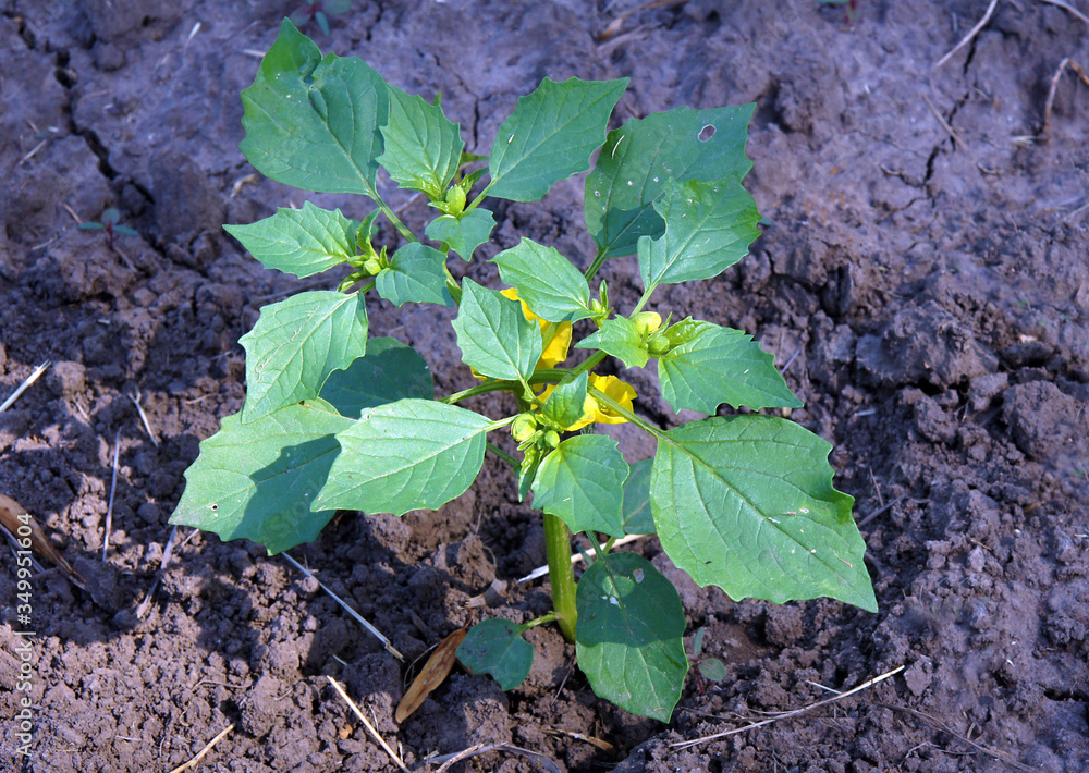 Physalis peruviana in early summer on the organic farm Physalis peruviana in early summer on the organic farm